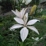 Lilium candidum फूल