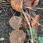 Physalis alkekengi Fruto