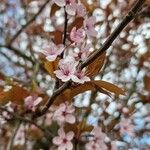 Prunus × cistena Кветка