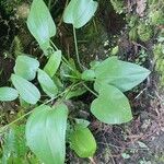 Aquarius cordifolius Leaf