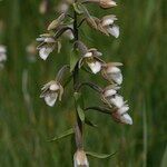Epipactis palustris Hábito