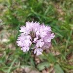 Neotinea tridentata Flower