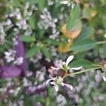 Chamaesyce hypericifolia Цвят