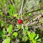 Rhamnus alaternus Fruit