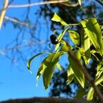 Geitonoplesium cymosum Fruto