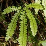 Adiantum hispidulum Habitus