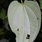 Dioscorea hondurensis List