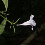 Ruellia stemonacanthoides Blomma