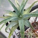 Aloe × spinosissima