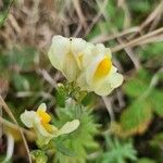 Linaria supinaBlüte