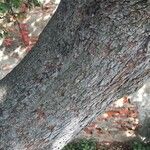 Cercis siliquastrum 樹皮