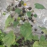 Abutilon theophrastiАгульны выгляд