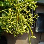 Rhipsalis cereuscula Hoja