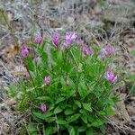 Polygala californica 整株植物