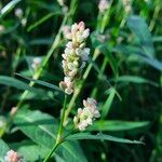 Persicaria maculosa 花