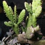 Opuntia monacantha 整株植物