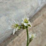 Nothoscordum gracile 花