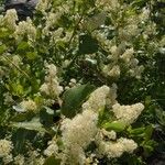 Ceanothus velutinus Flower