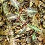 Chimaphila maculataLeaf