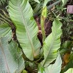 Heliconia stricta Leaf