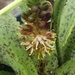 Eucomis vandermerwei