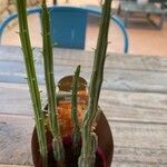 Kleinia stapeliiformis Hoja