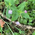 Epilobium montanum Leaf