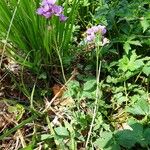 Cardamine crassifolia Habit