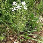 Ornithogalum narbonense Habit