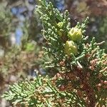 Chamaecyparis thyoides Leaf