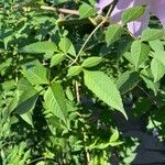 Dahlia imperialis Yaprak