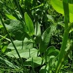Sium latifolium Hoja