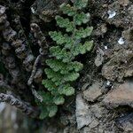 Cosentinia vellea Libunga