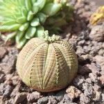 Euphorbia obesa Лист