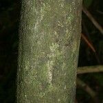 Diospyros cayennensis Kůra