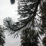 Pinus sylvestrisBlad