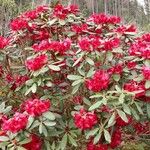 Rhododendron neriiflorum Hábito