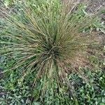 Juncus acutus Fulla