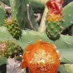Opuntia maxima Kvet