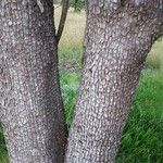 Juniperus deppeana Bark