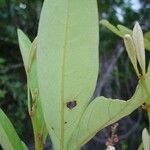 Guioa glauca Hoja