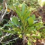 Anthocarapa nitidula Habit