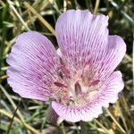 Calochortus striatus Květ
