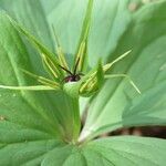 Paris quadrifolia Flor