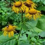 Inula heleniumΛουλούδι