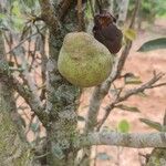 Pyrus cordata Плод