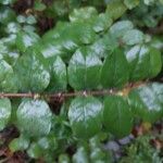 Symphoricarpos orbiculatus Blatt