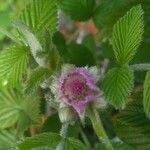 Rubus niveus Fiore