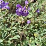 Penstemon laetus Flower