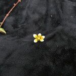 Saxifraga strigosa Hábito